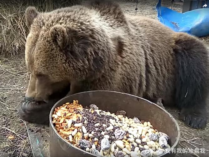 饲养员让棕熊表演吃坚果,这货连嘴都不张:对付看吧,烦死个熊