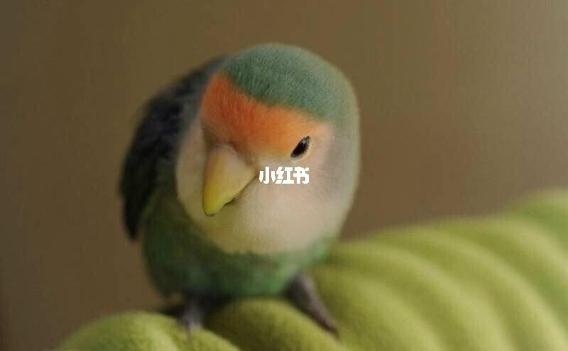 手养断奶绿金顶牡丹鹦鹉_鹦鹉_牡丹_断奶_手养牡丹鹦鹉_宠物_宠物其他