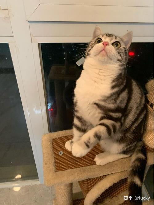 2000块钱左右的起司猫(美短加白)长大会长成土猫吗?