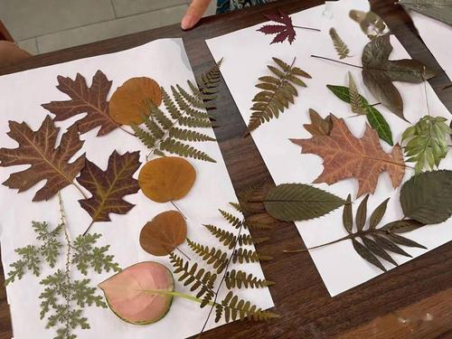 认识叶子的形状