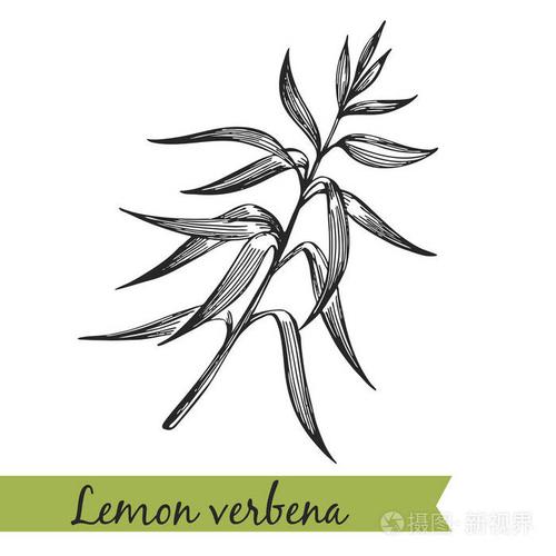 柠檬马鞭草-手绘插图