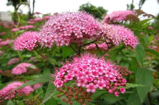 柔情佳美的粉花绣线菊