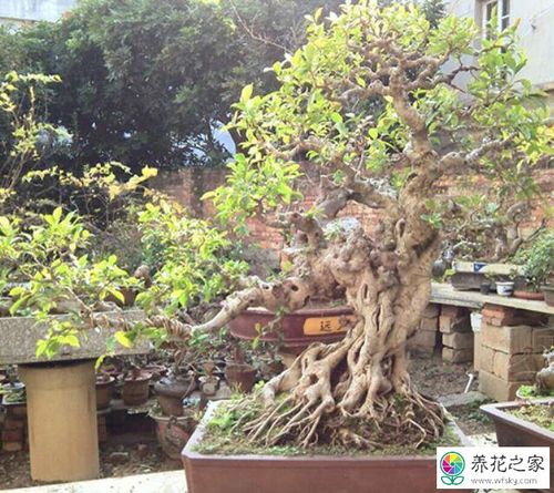 相思树盆景如何养护