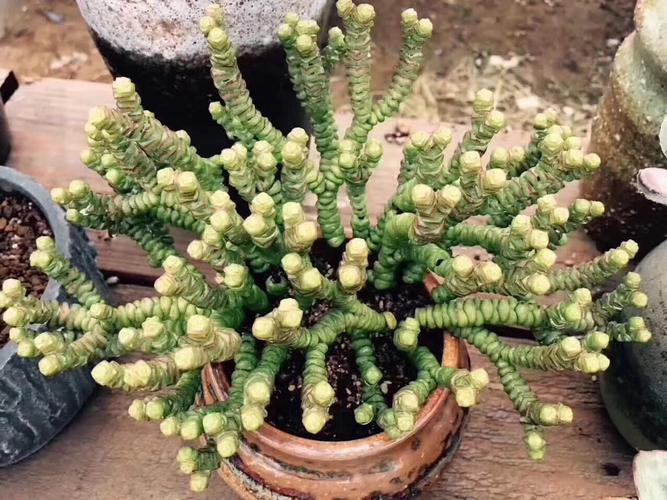 钱串多肉植物玉坠红浆果办公室迷你盆栽绿植多肉钱串小米星肉肉