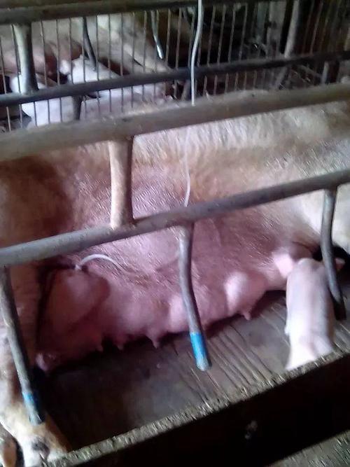 看图:养猪最棘手的问题就是疾病,特别是大猪,母猪损失一头,畜主痛心疾