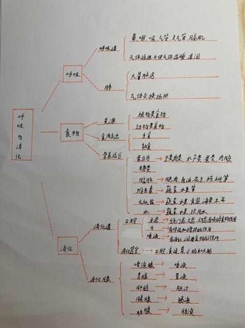 四年级上册《呼吸与消化》单元 思维导图线上展览会