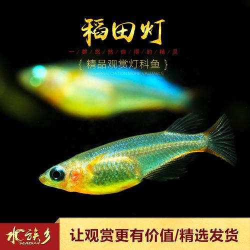 >> 小型热带观赏鱼七彩霓虹稻田灯鱼草缸群游活体 稻田灯 水族乡