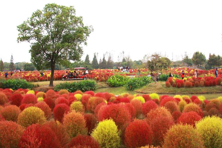 花开海上生态园