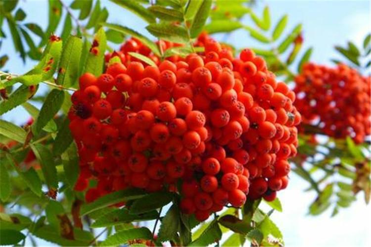 花楸苗 花楸苗木价格 百花花楸苗哪家好品种纯良 基地