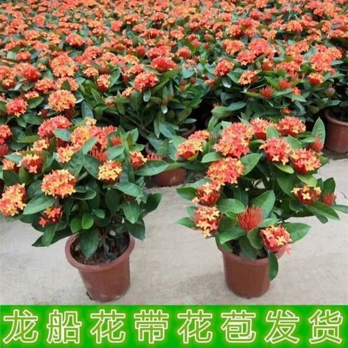 龙船花盆栽多年生植物木本花卉室内阳台庭院盆栽观花