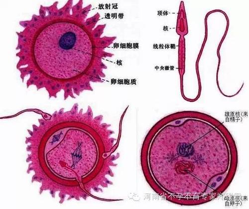 卵子 精子