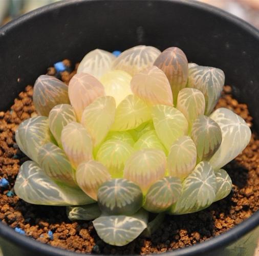 冰灯玉露_玉露盆栽 包邮_水晶玉露_ 多肉 玉露 - 下午