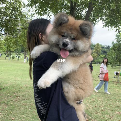 三个月小炮的真实身材_秋田犬_长毛小秋田_宠物_狗
