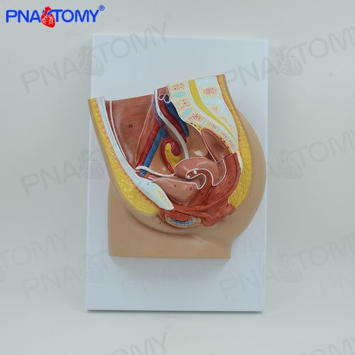 女性盆腔解剖模型子宫生殖泌尿系统孕妇医学骨盆妇产科计生展示