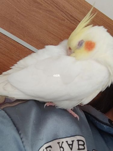 鹦鹉_玄凤_玄凤鹦鹉_宠物