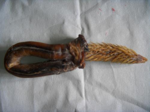 虎鞭去哪里交易