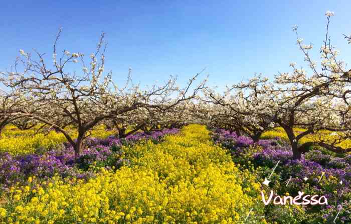 周家庄乡采摘园-"石家庄晋州周家庄 四月花开春意浓念