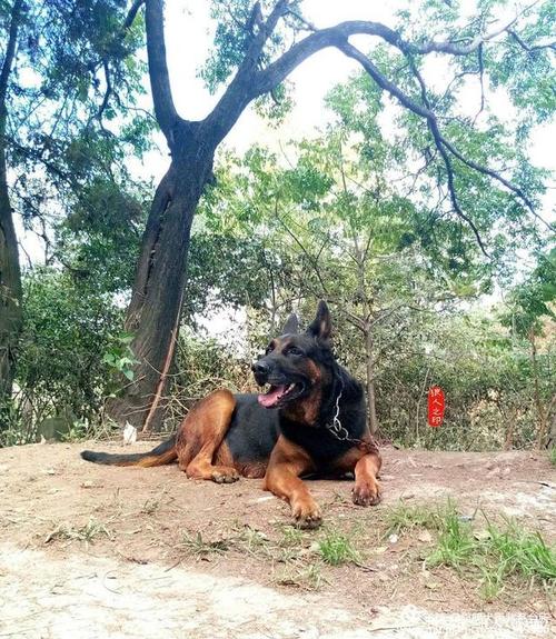 昆明犬黑背系"大"字血系第4代种公犬——大杰