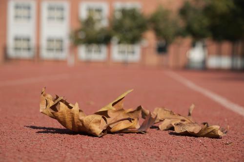 校园摄影大赛(三) 写美篇此次活动经过近一个月的宣传征集作品阶段