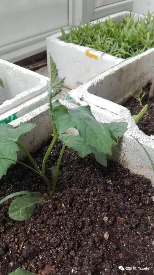 一问一答|圣女果掉花,西红柿打杈图解,蔬菜开花!