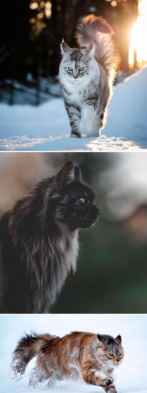 原创这些长得像鳌拜的缅因猫其实内心也住着小公主