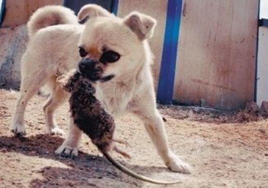 狗拿耗子多管闲事 一天能抓12只老鼠(图)