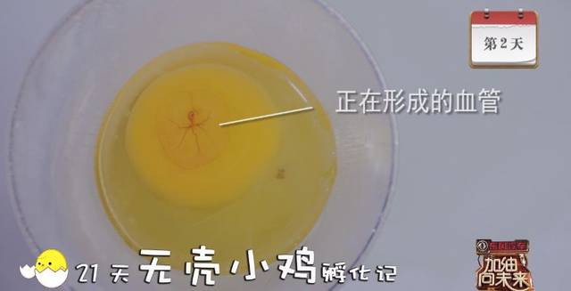 诶呀,是心动的感觉!|无壳小鸡孵化记第二天