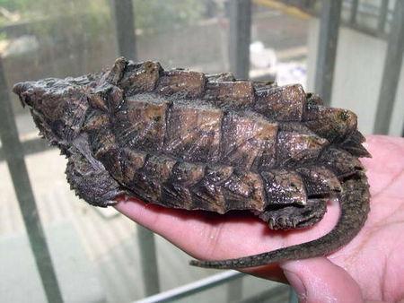 有没有咢鱼龟的图片看看