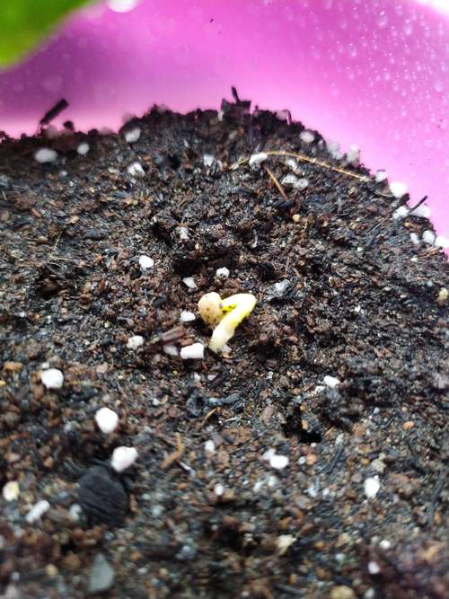 观察鲁冰花生长日记