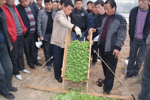 烟技师手把手指导"剪叶炼苗"技术