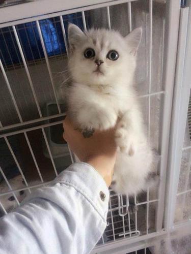 出售家庭宠物猫,坐标江西景德镇—南昌宠物猫