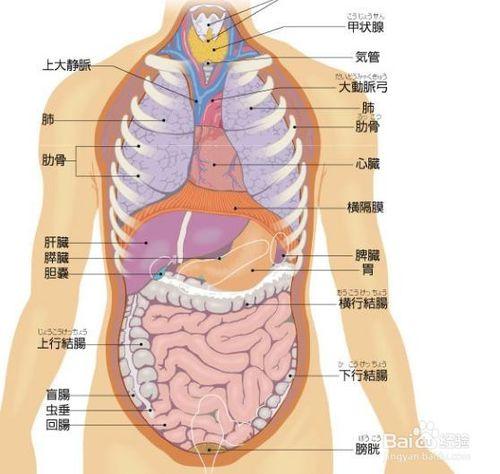 心窝正下方痛怎么办