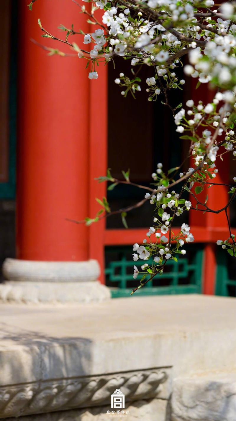 故宫美图丨清明已至,在紫禁城赏一枝梨花