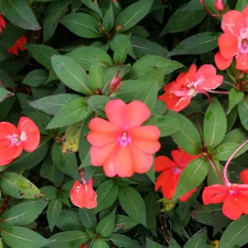 凤仙花(凤仙花科)