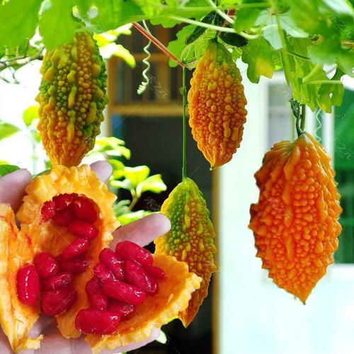 癞葡萄,又叫金铃子,红娘等,江南地区作为水果广泛种植.葫芦科,苦瓜属.