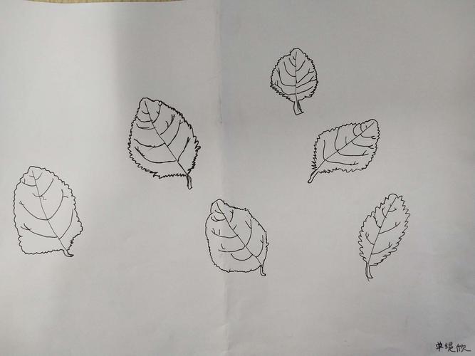 叶子速写写生