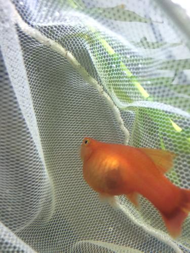 牡丹鱼这么大肚子一周了 为什么还是不下崽