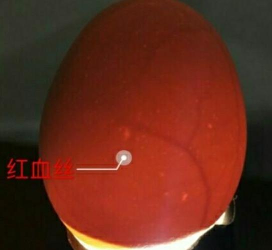 见证生命奇迹—―《孵化小鸡》七彩滨河润城园生态主题教育