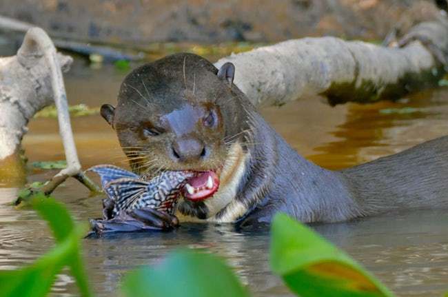 亚马逊,蚂蚁,水獭,毒液,吸血蝙蝠