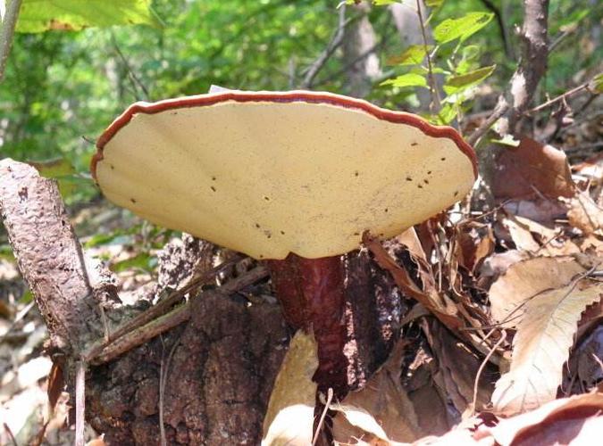 野生灵芝的鉴别必须知道的5点