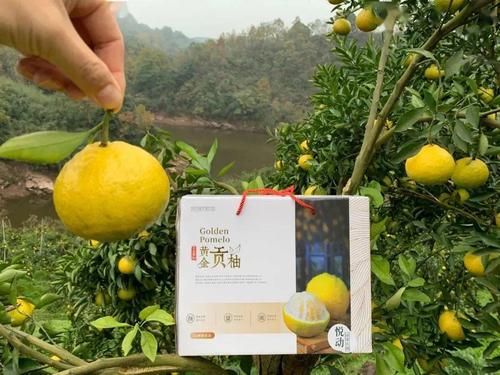 成为湖南的唯一生产地使其被誉为"中国黄金贡柚之乡"而怀化肥沃的土壤