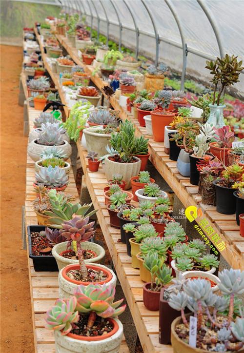 广州番禹多肉植物大棚