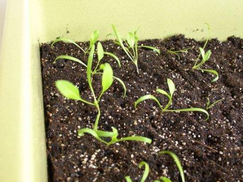 樱桃萝卜长大了