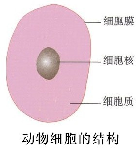 画细胞结构图及注意事项知识点 "在下面适当的位置按生物绘图的画法