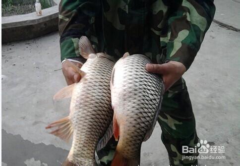 怎样区分野生河鲤鱼饲料养殖的水库鱼塘网箱鲤鱼