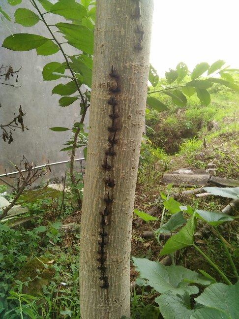 这是一颗核桃树,什么虫子能把树皮弄成这样,还那么整齐,里面还有卵.