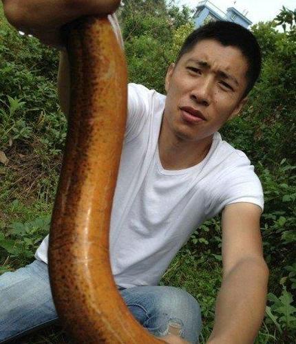 长15米重达36斤的巨型黄鳝是要成精了吗