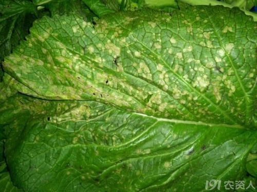 芥菜细菌性叶枯病