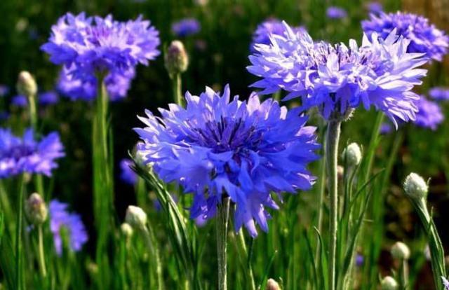 矢车菊的花语:是细致,优雅,也代表幸福.