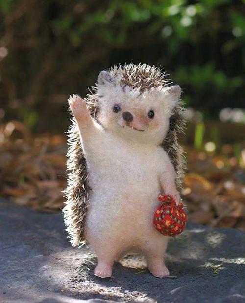 我记得樱樱小时候是不是养过刺猬 感觉好可爱有点想.